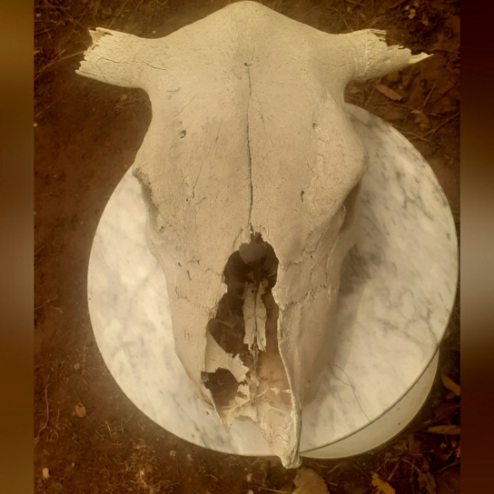 Cow skull
